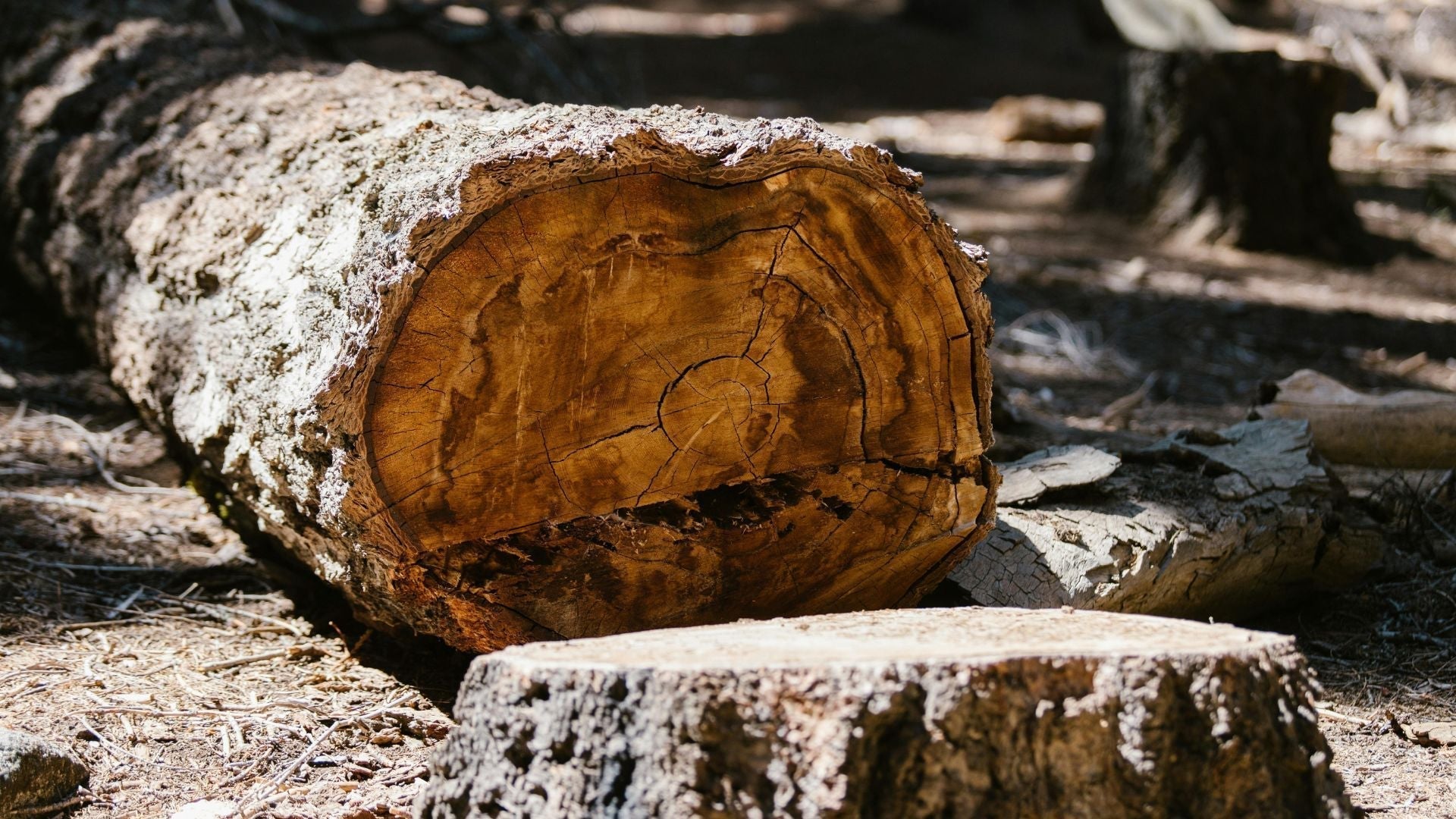 Freshly cut tree trunk highlighting deforestation impact—ecoHiny’s tree-free bamboo toilet paper helps protect forests and preserve biodiversity