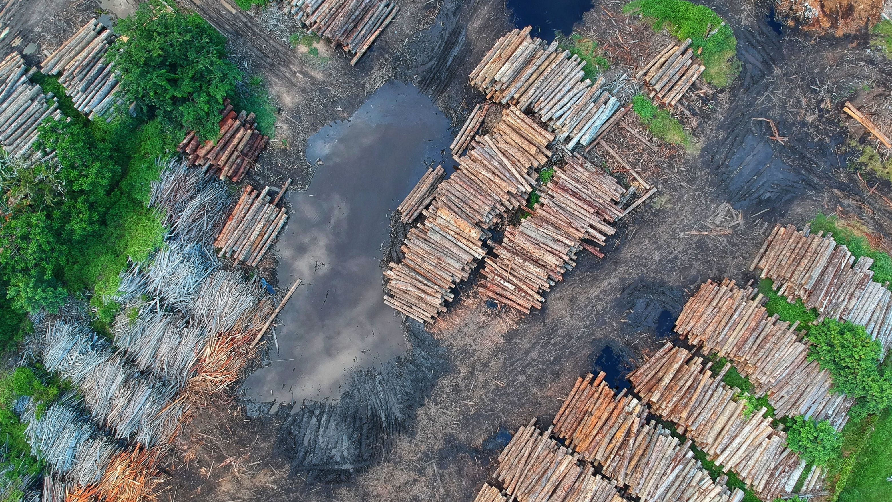 8 Impactful Ways to Stop Deforestation & Safeguard Our Forests – ecoHiny