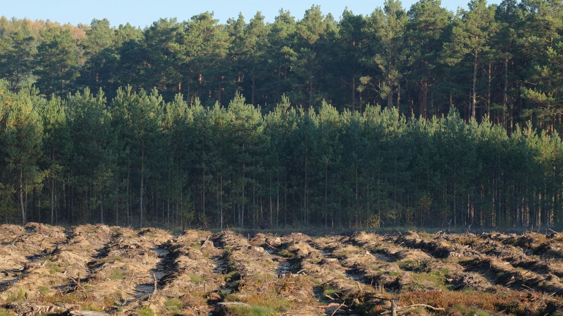 Visual impact of deforestation showing clear-cut forest land contrasted against standing trees, highlighting environmental damage linked to traditional paper production