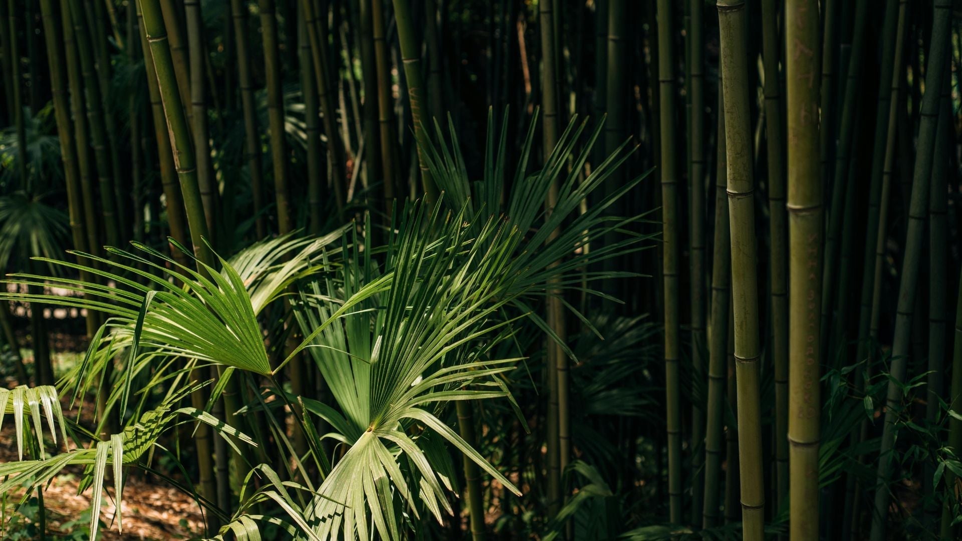 Close-up of a thriving bamboo grove representing renewable, fast-growing plants used in sustainable paper products