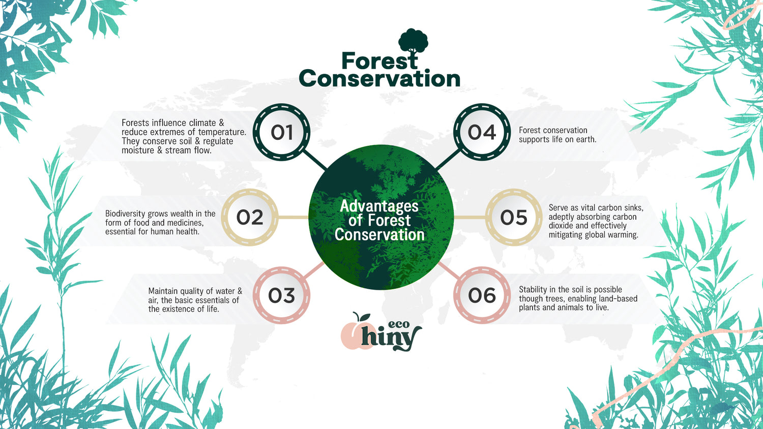 Forest Conservation: The vital role forests play on our planet
