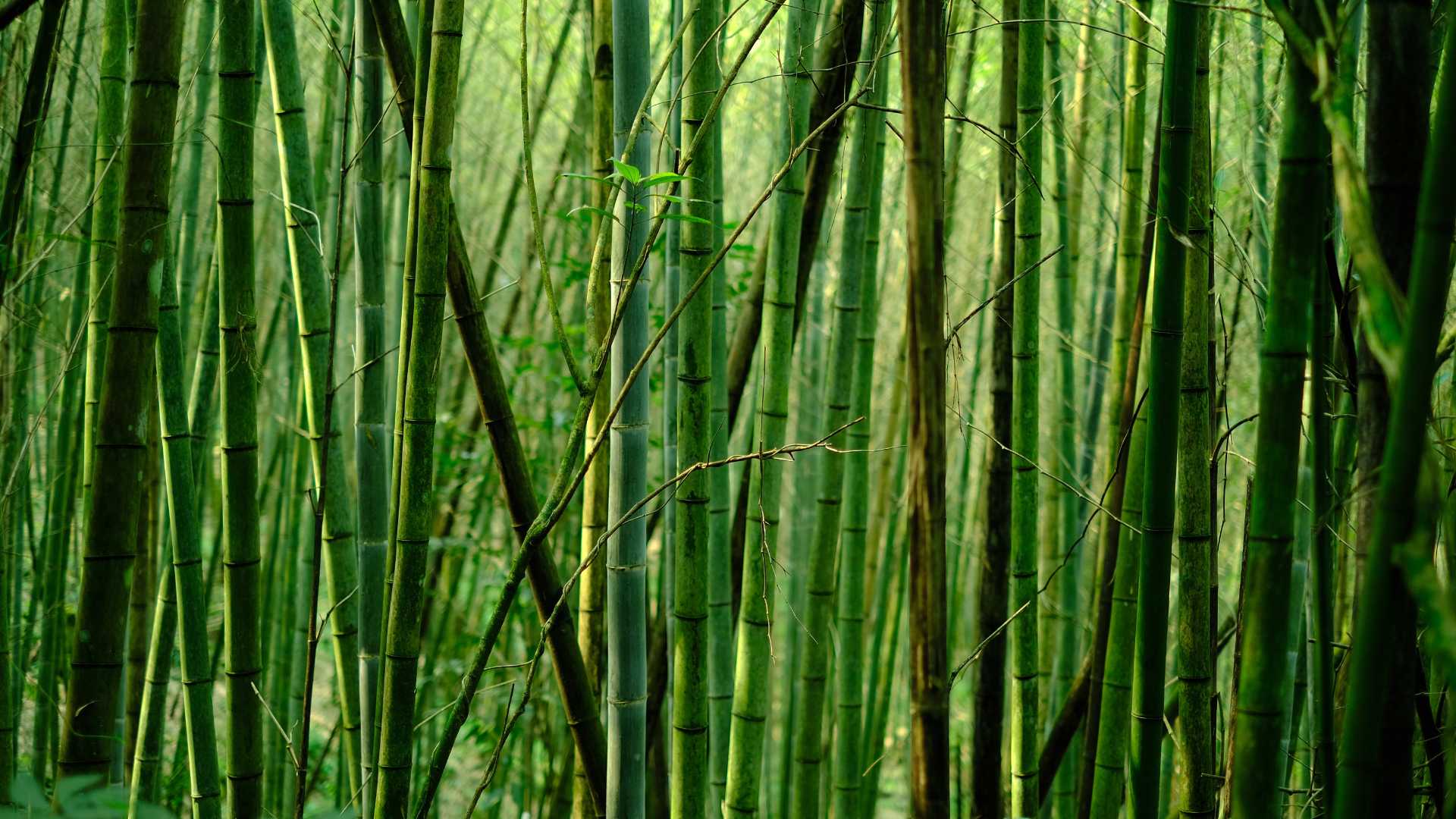 Is Bamboo Sustainable? Sustainability of the Green New Gold