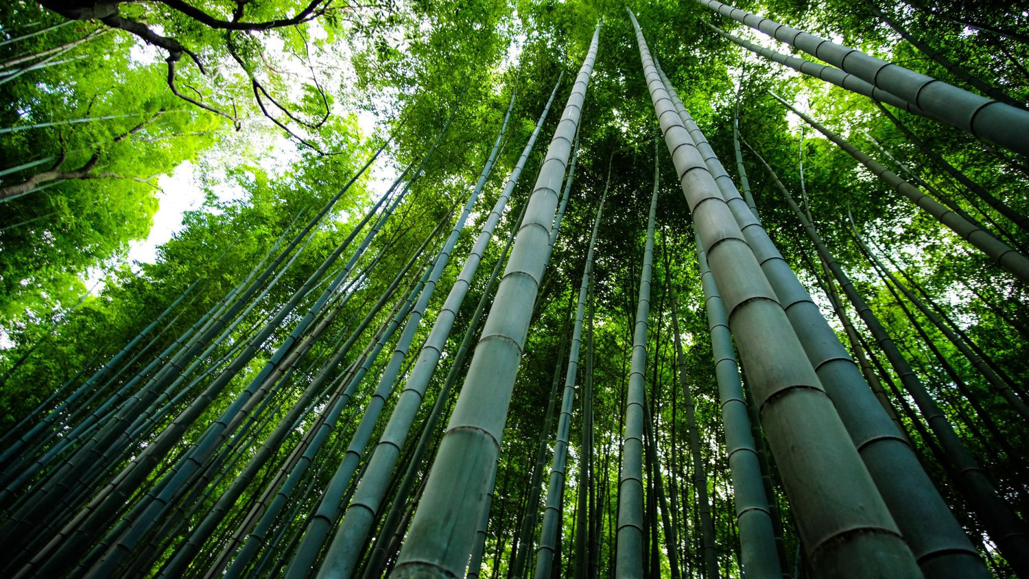 Bamboo Toilet Paper and the Science Behind Its Composition