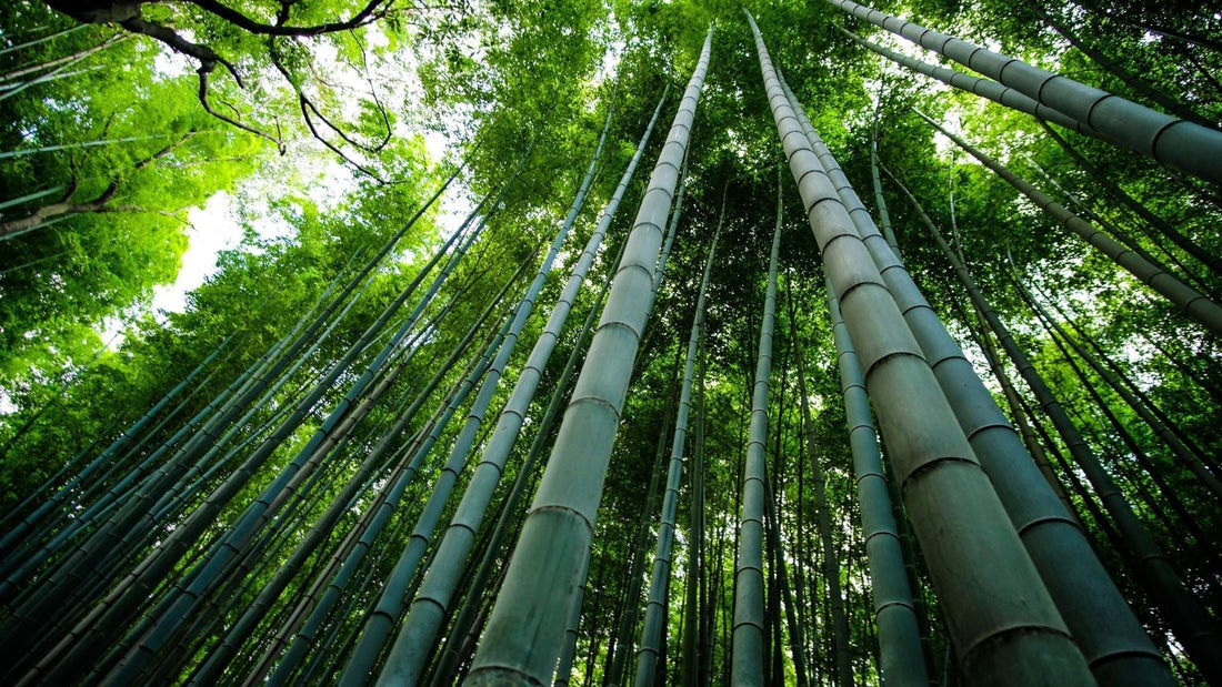 Bamboo Toilet Paper and the Science Behind Its Composition ecoHiny