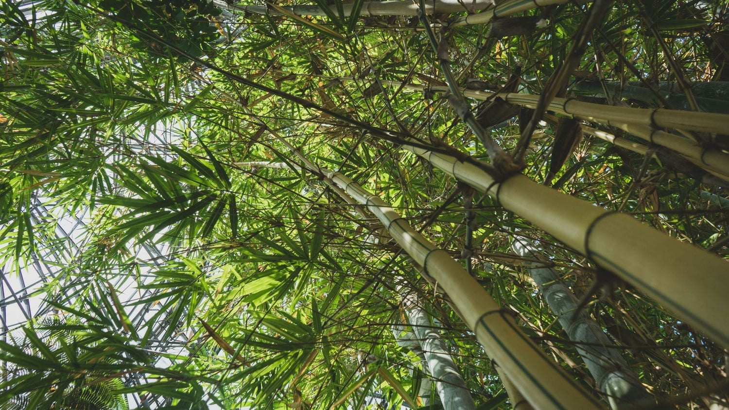 Bamboo Uses Explained: From Construction to Toilet Paper