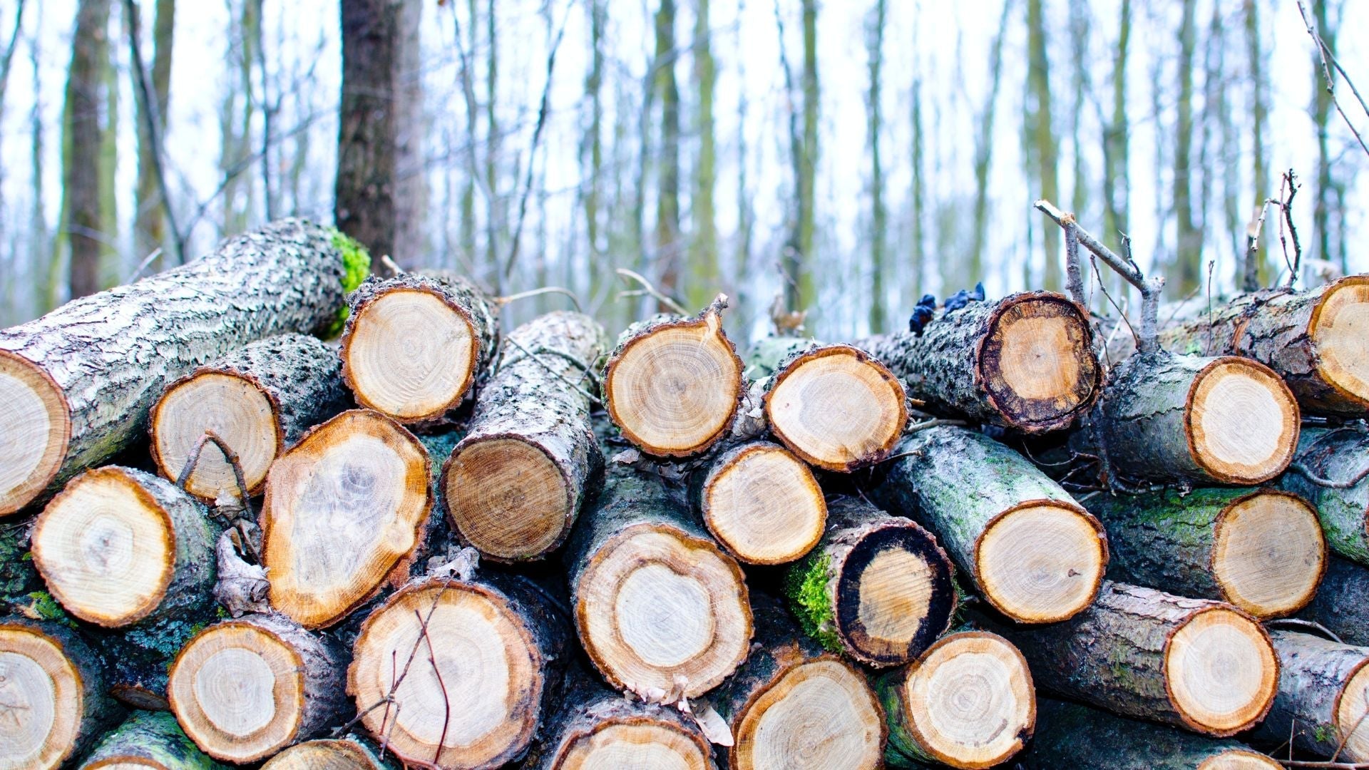 Freshly cut tree logs in forest, illustrating the environmental cost of deforestation driven by conventional toilet paper manufacturing
