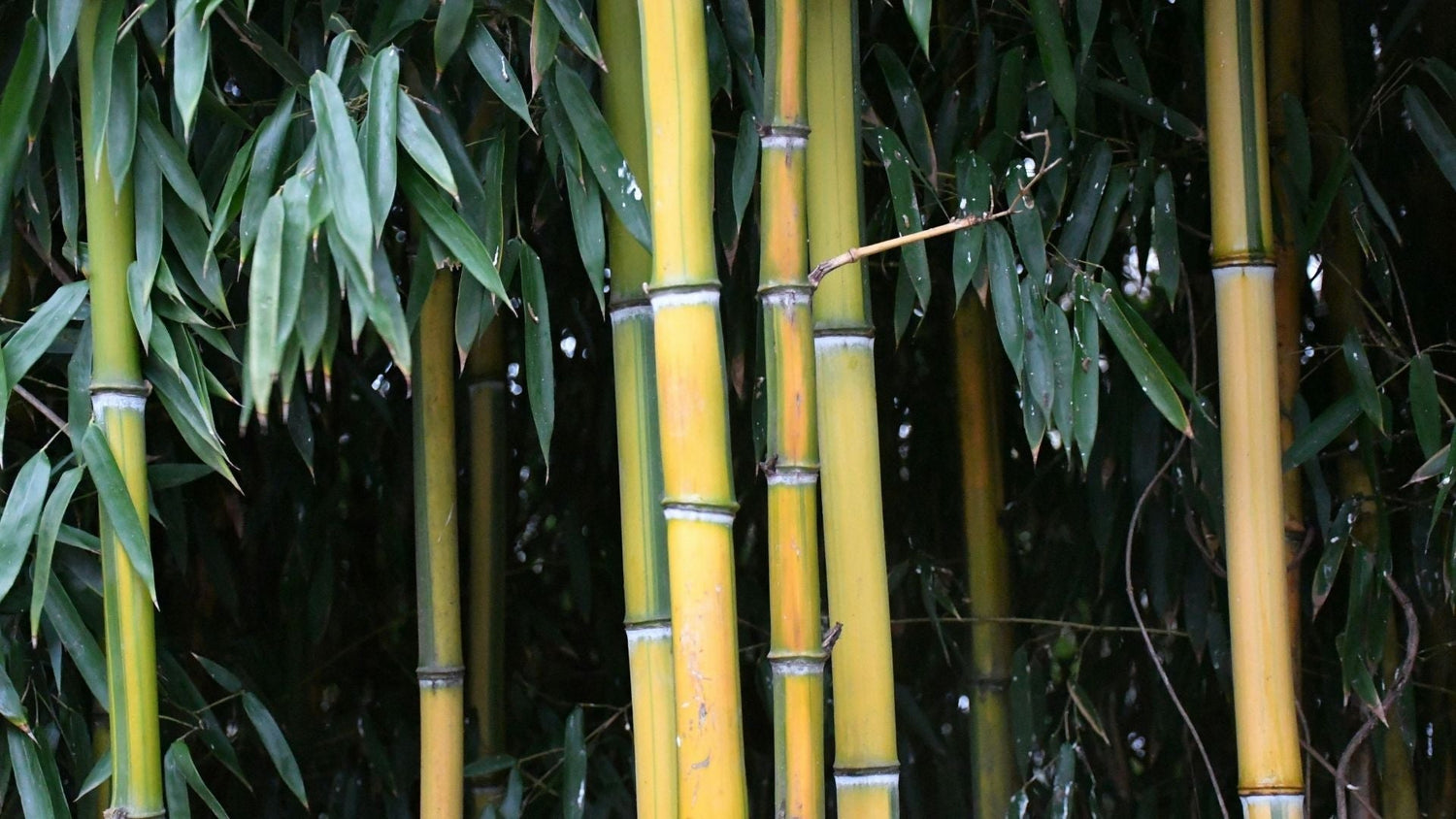 Fastest Growing Bamboo Species (And What They Mean for Toilet Paper)