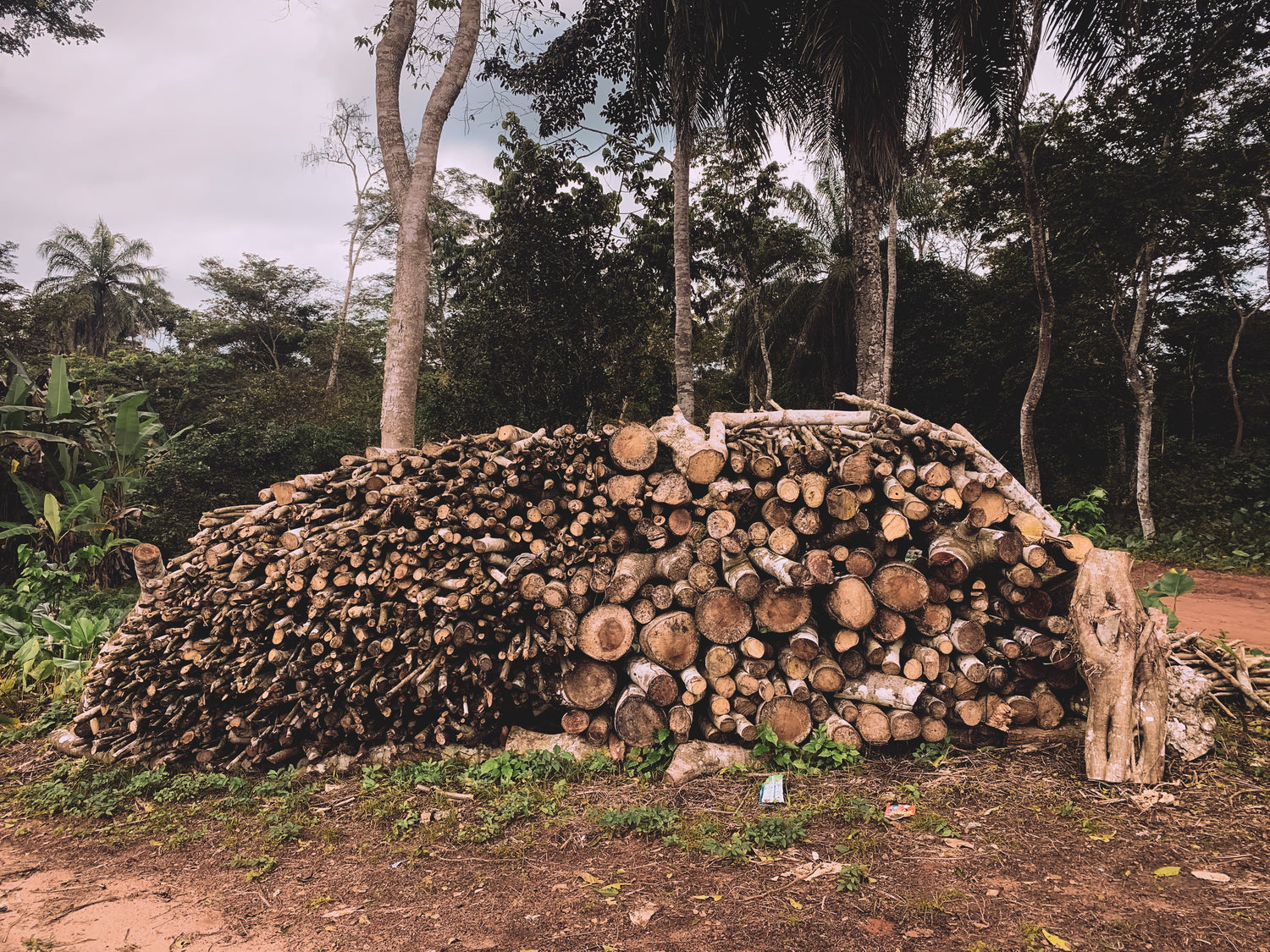 How Many Trees are Cut Down for Toilet Paper?