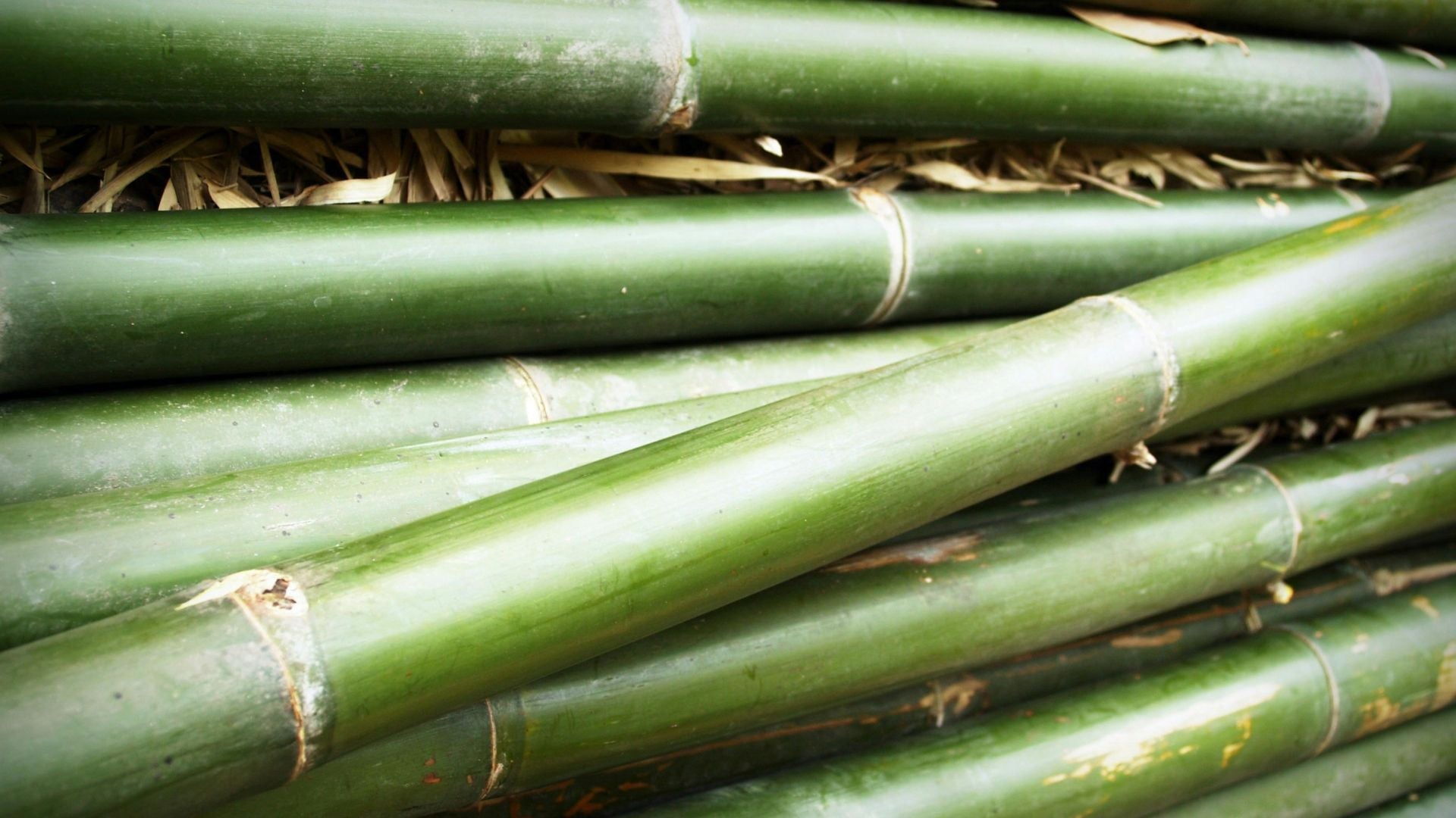 Fresh-cut green bamboo stalks, showcasing bamboo’s rapid growth and renewability—ideal for tree-free products like ecoHiny toilet paper