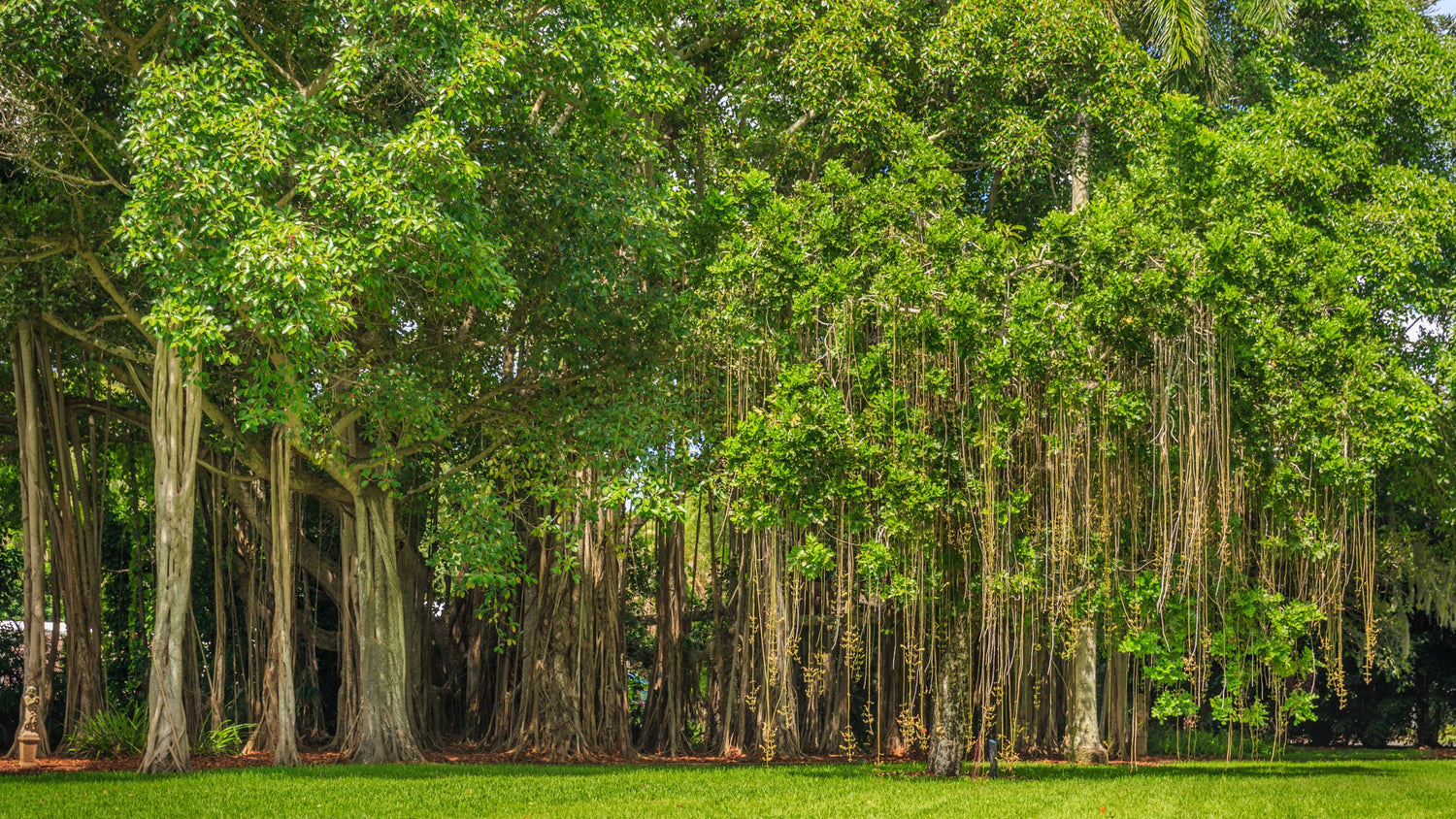 How to Save Trees