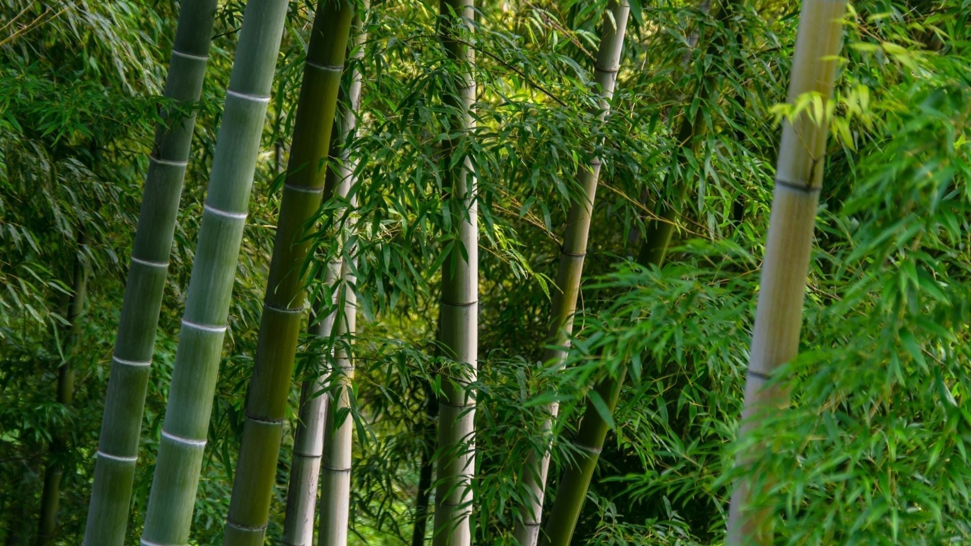 Is Bamboo Toilet Paper Actually Better for the Environment?