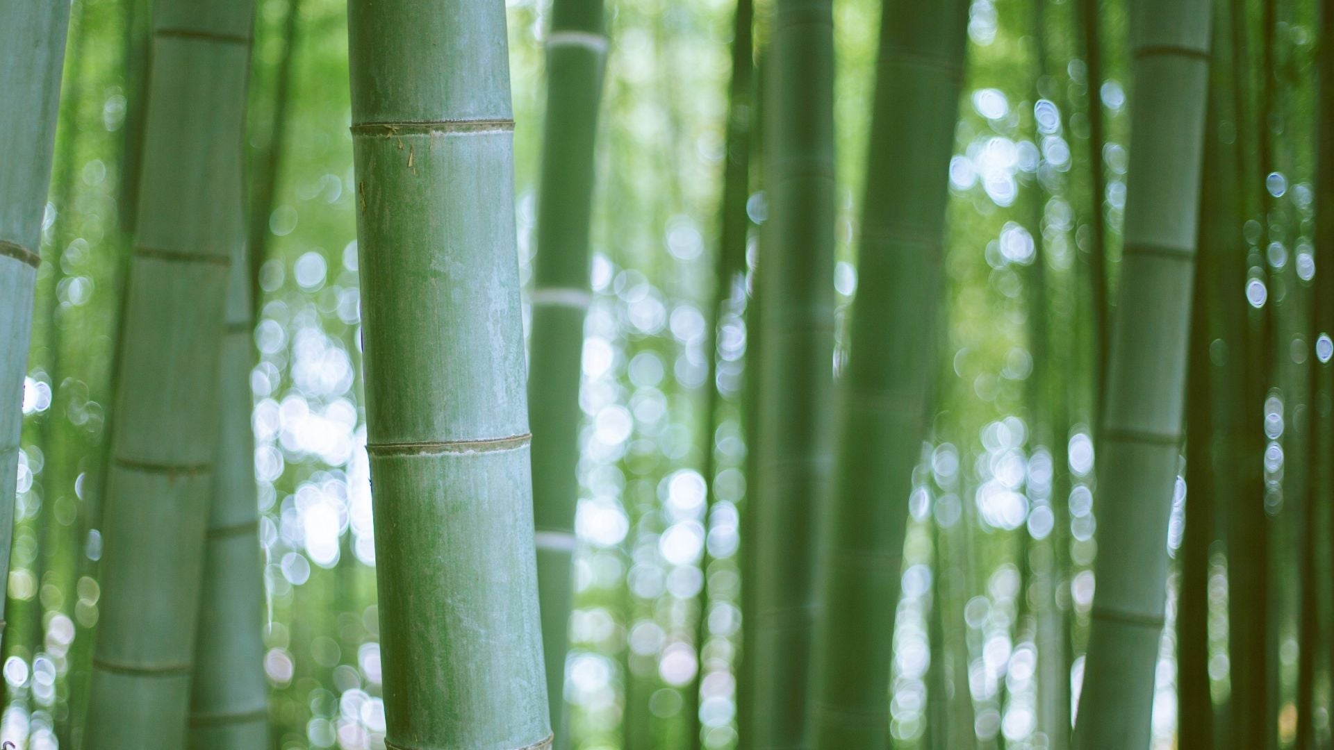 Is Bamboo a Grass? Why That Matters for Bamboo Toilet Paper