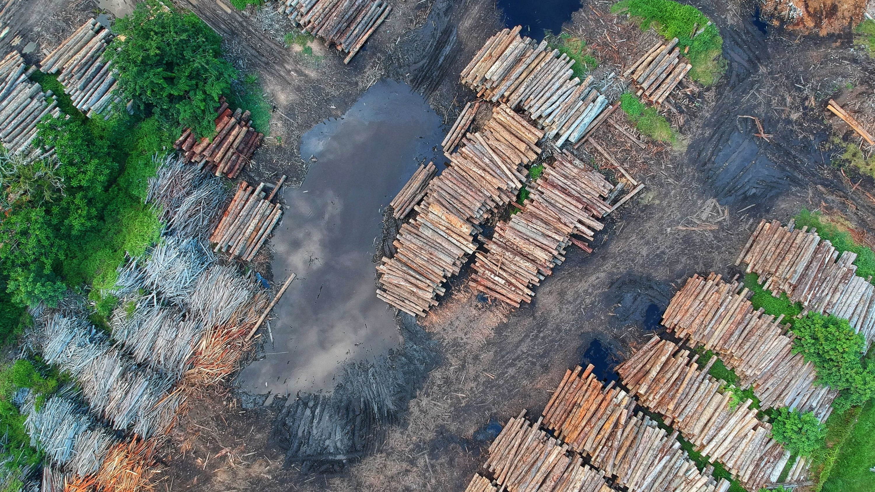 Impactful Ways to Stop Deforestation & Safeguard Our Forests