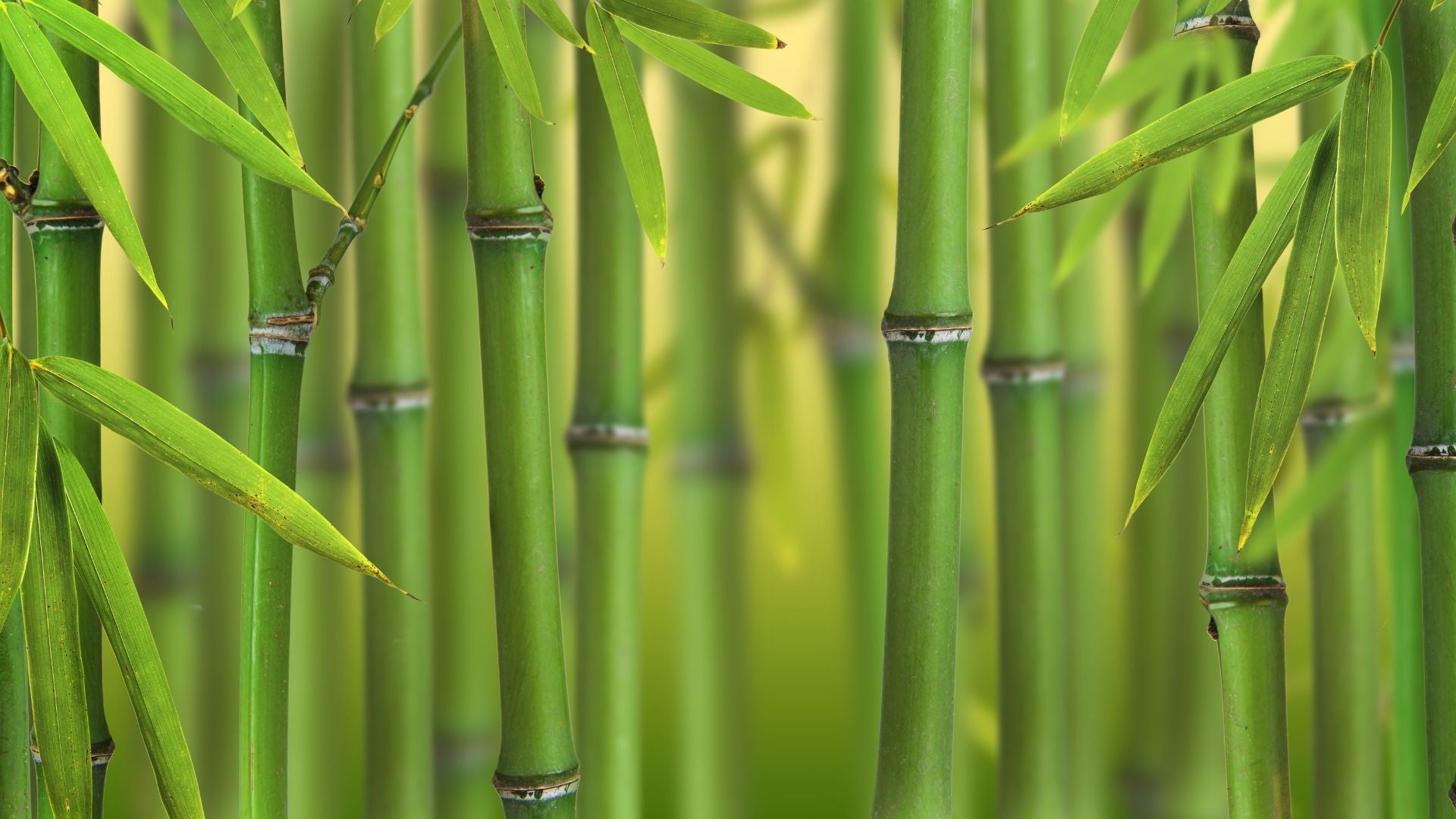 The Benefits of Using ecoHiny's Bamboo Toilet Paper: A Comprehensive Guide