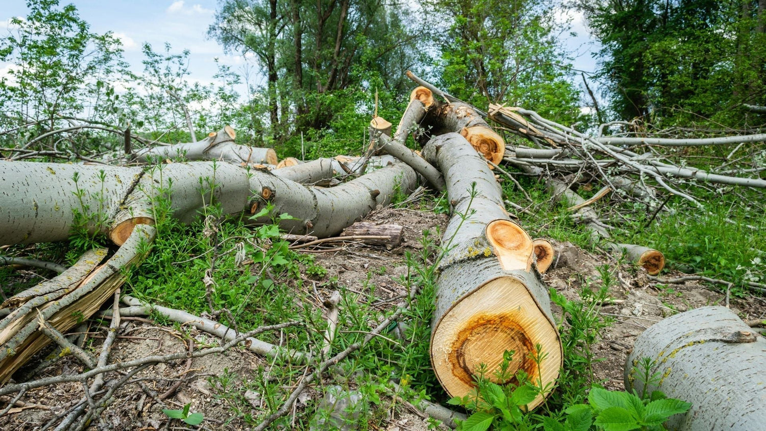 Felled trees in a forest clearing — highlighting the environmental impact of traditional toilet paper and the need for deforestation-free alternatives like bamboo tissue.