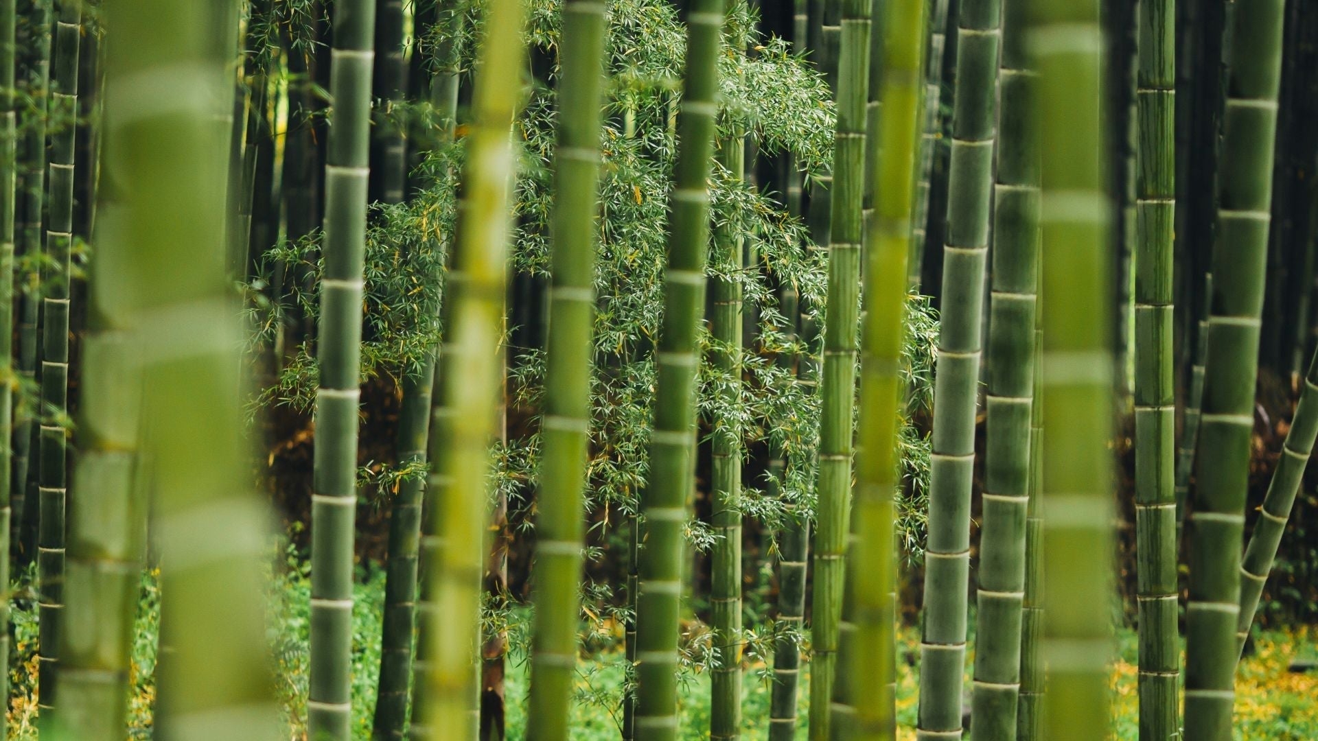Why Is Bamboo Sustainable? Eco-Friendly Toilet Paper Explained